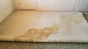 pet odor removal service cost