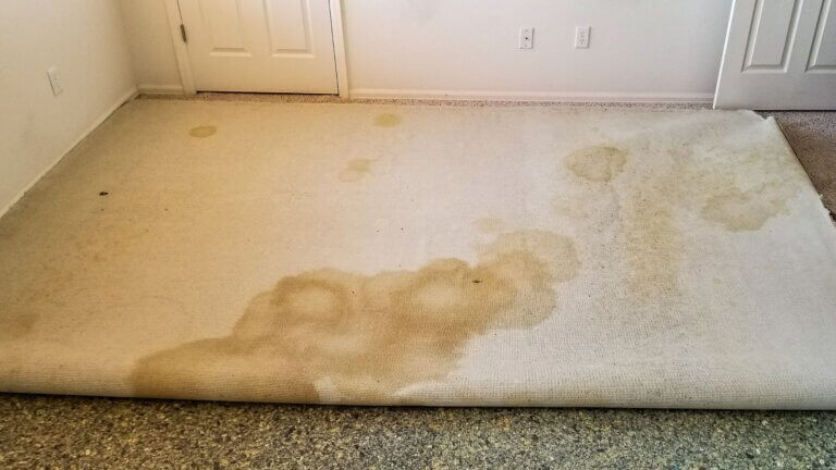 pet odor removal service cost