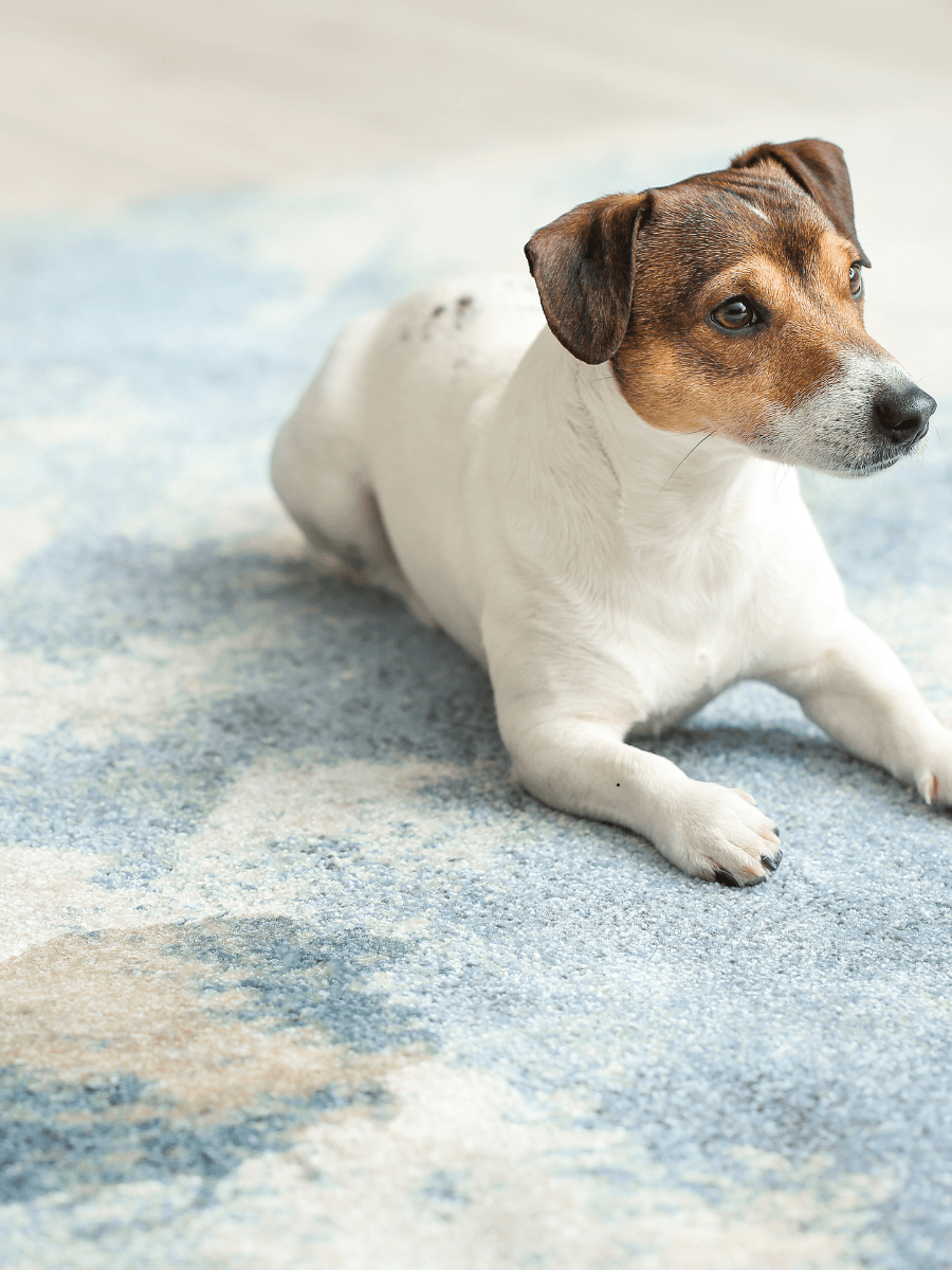 Carpet & Area Rug Pet Stain Treatment in Raleigh